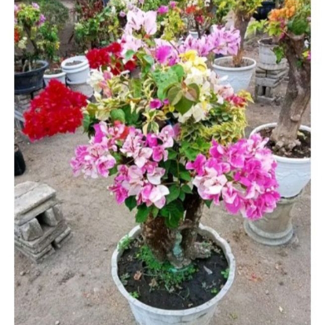 BIBIT BUNGA BUGENVIL 5 WARNA GRAFTINGAN / BUNGA BOUGENVILLE 5 WARNA RIMBUN SIAP BERBUNGA