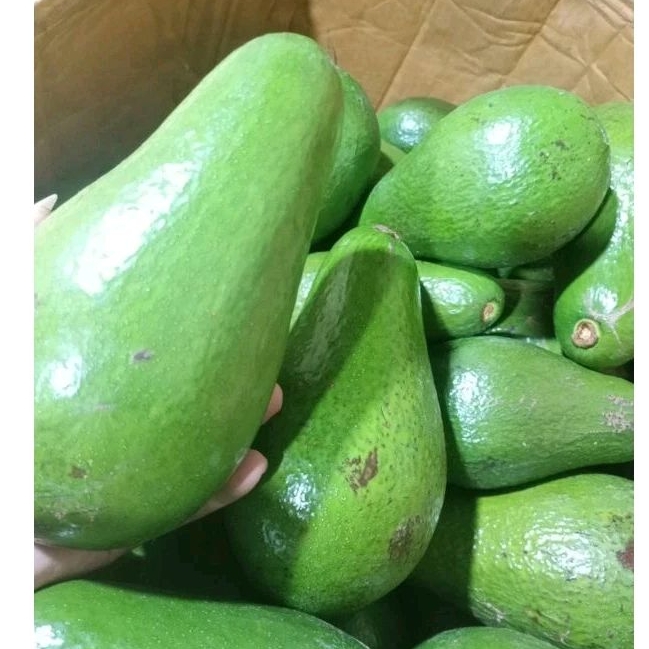 

Alpukat Mentega Curup JUMBO