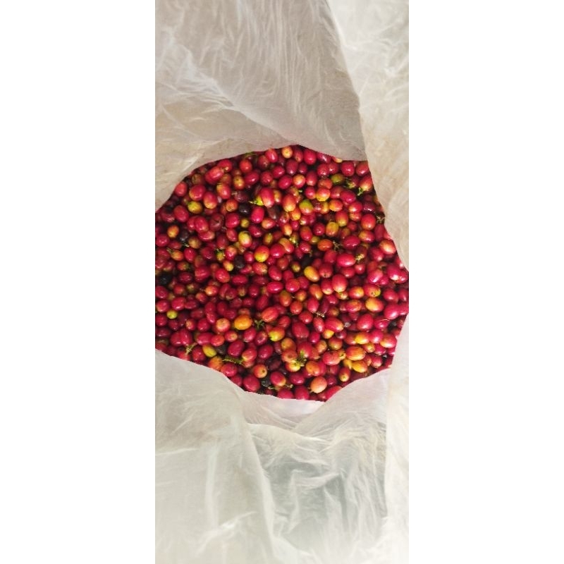 

kopi asli