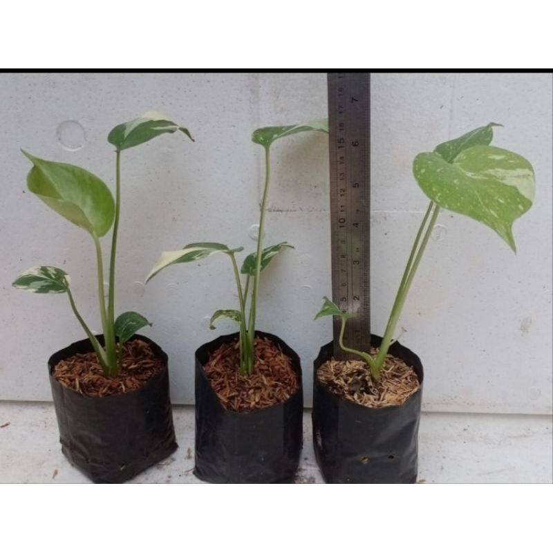 monstera varigata  monthai