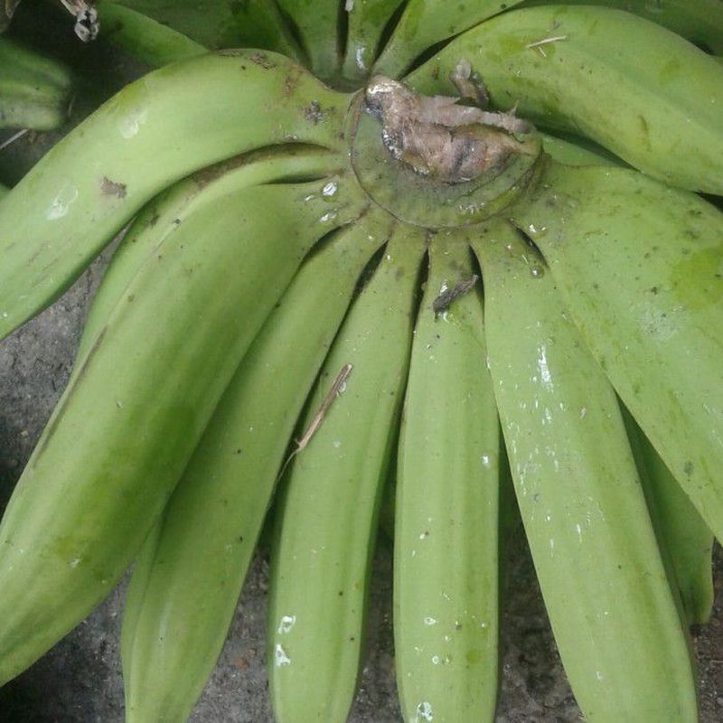 

Pisang Nangka / Pisang Raja Nangka Mentah 1 Kg