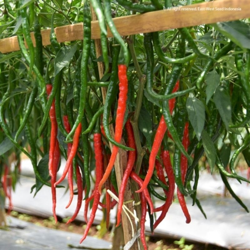 Benih cabe merah keriting 20 biji , Repack cabe Laju f1