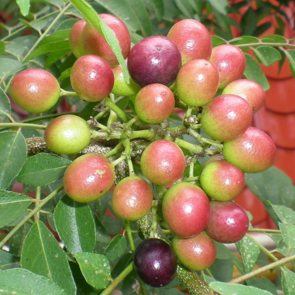 Obat Telat Dateng Datang Bulan Haid 1 2 Bulan Ampuh Herbal Kewanitaan