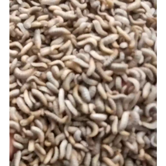 maggot bsf fresh maggot pakan ikan umpan mancing pakan unggas maggot lalat bsf tinggi protein