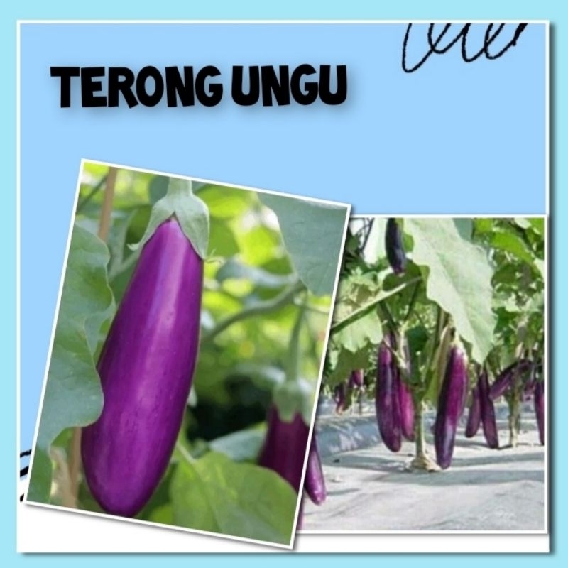 Bibit Sayuran Terong Ungu Benih Sayur Cap Panah Merah