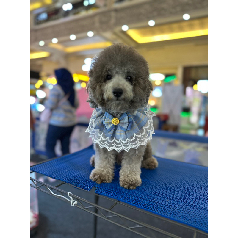 Silver Poodle Male