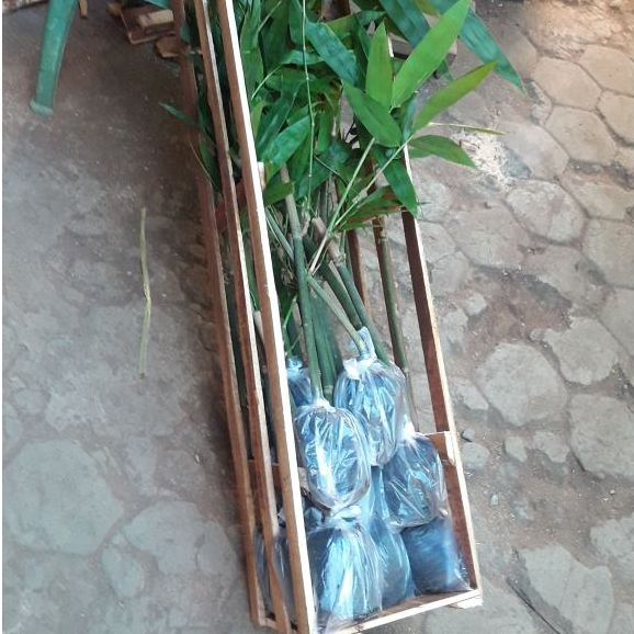 bibit bongol bambu petung asli 1m berkualitas