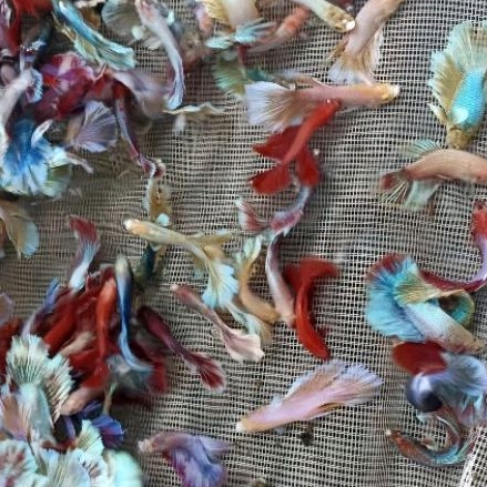 IKAN CUPANG HALFMOON lancuran isi 5 bonus pakan