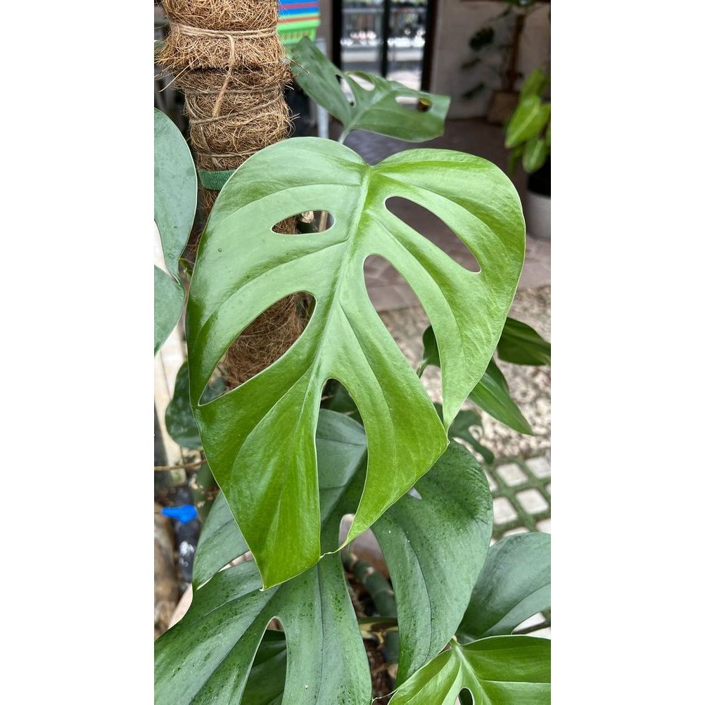 Tanaman hias monstera rhaphidophora pertusa