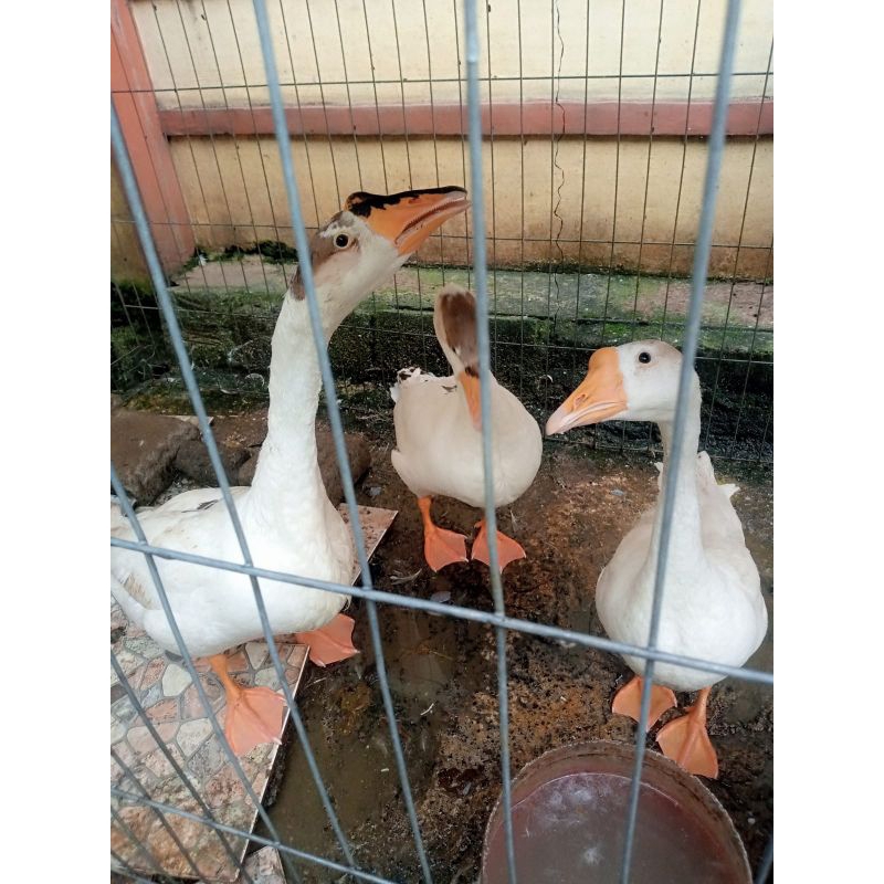 soang / angsa putih 1 jantan 2 betina