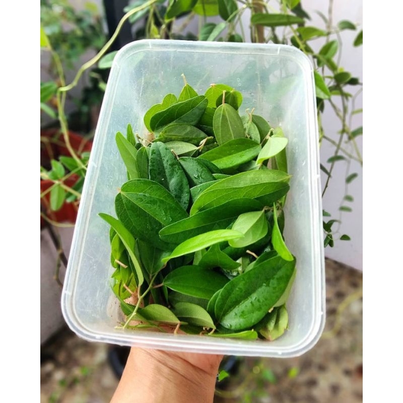 

Daun Cincau jeli 250 gram / Cingcau jelly 250 g