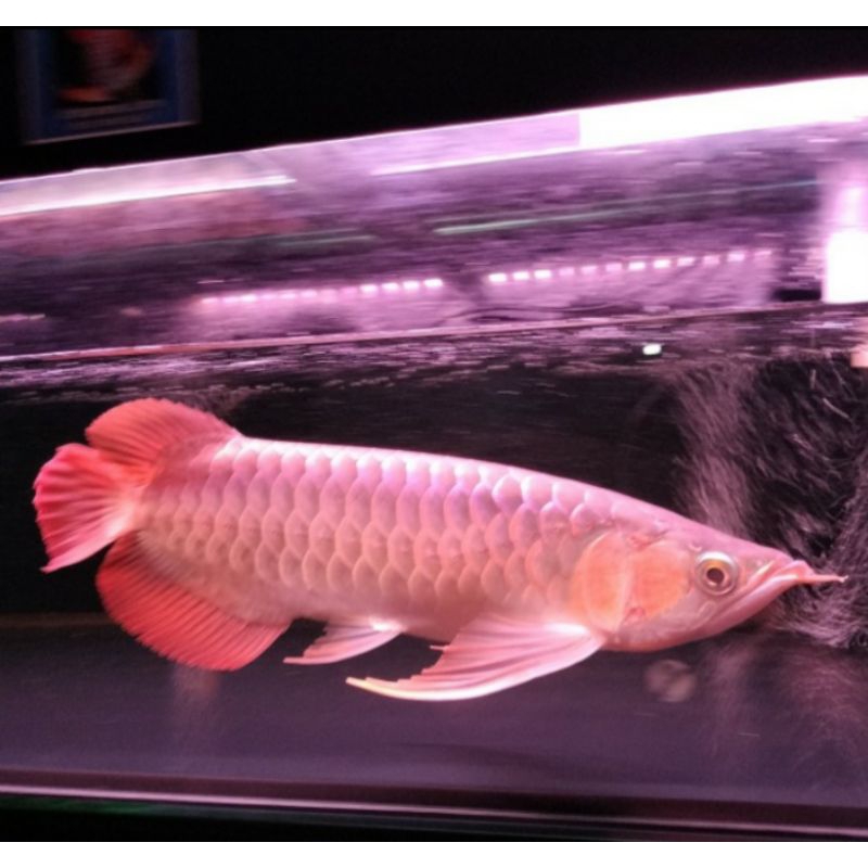 Super Red Chili Size 20up Spek Kontes