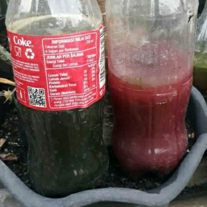 Biang PSB 500ml (Bakteri Fotosintesis)