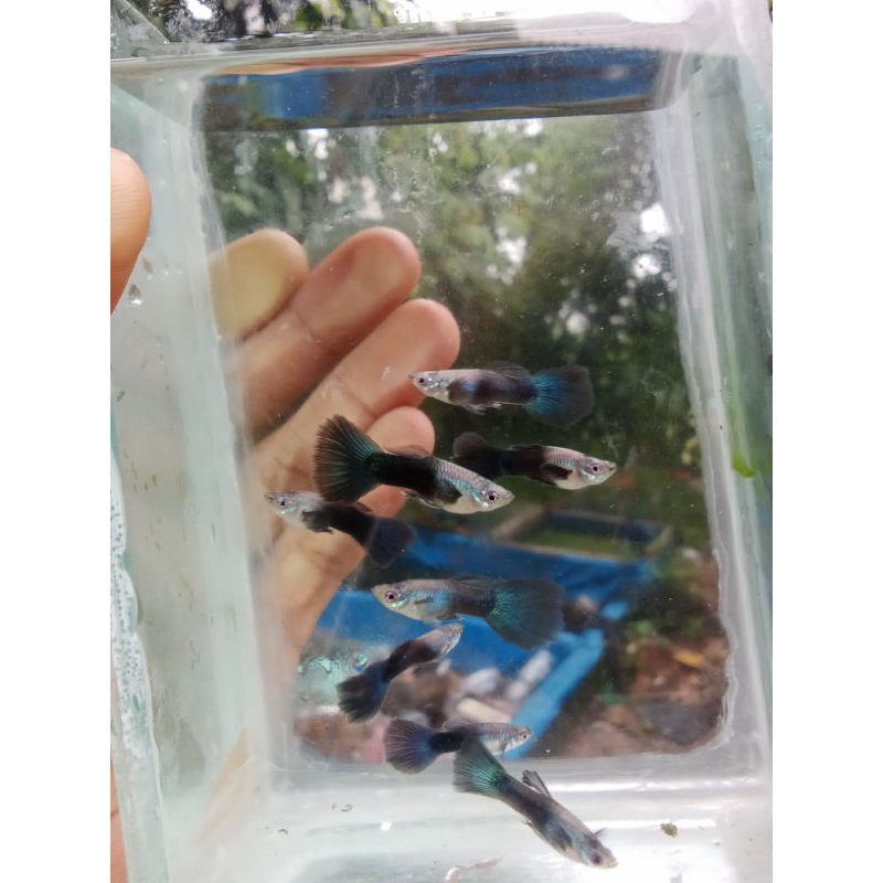 

packing seterofom (Guppy Hb blue)