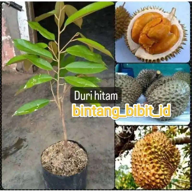 bibit durian duri hitam okulasi
