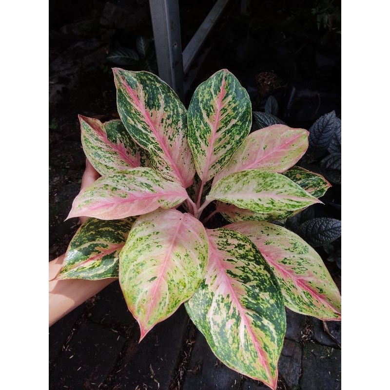 paket 3 Aglonema tanian lokal bidadari, coconut dan yohana