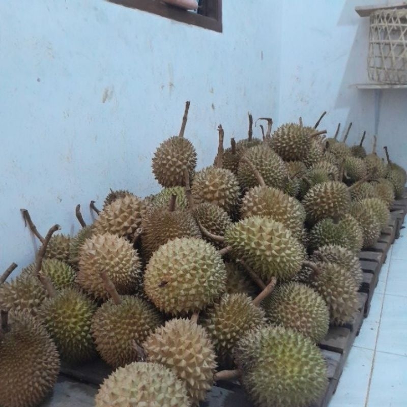 

DURIAN SP