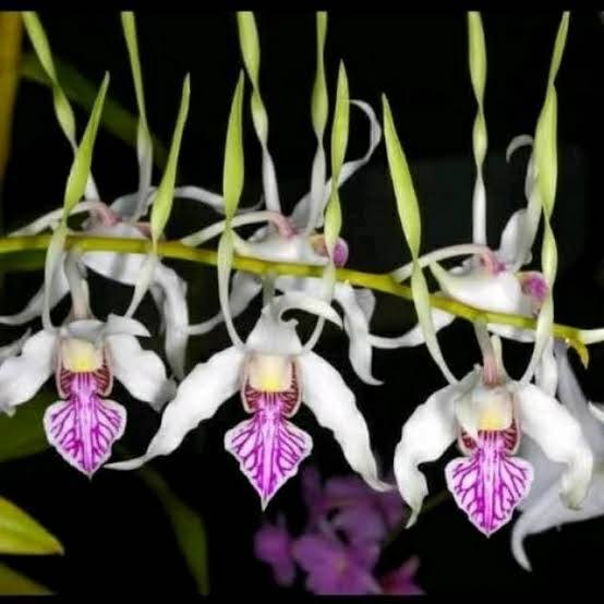 Dendrobium antenatum sp papua