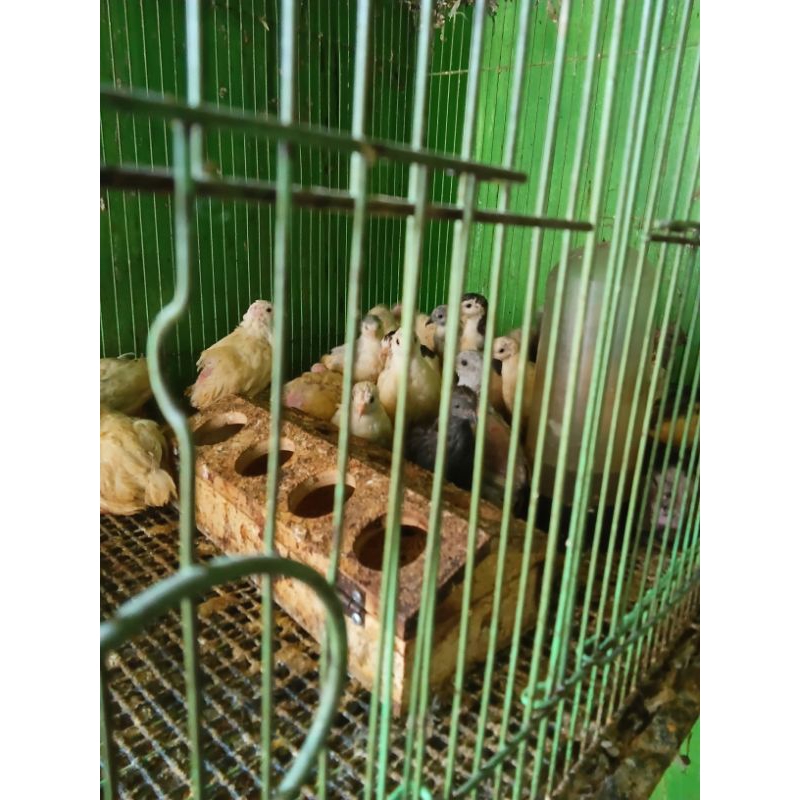 Puyuh batu JANTAN dewasa borongan 5 ekor