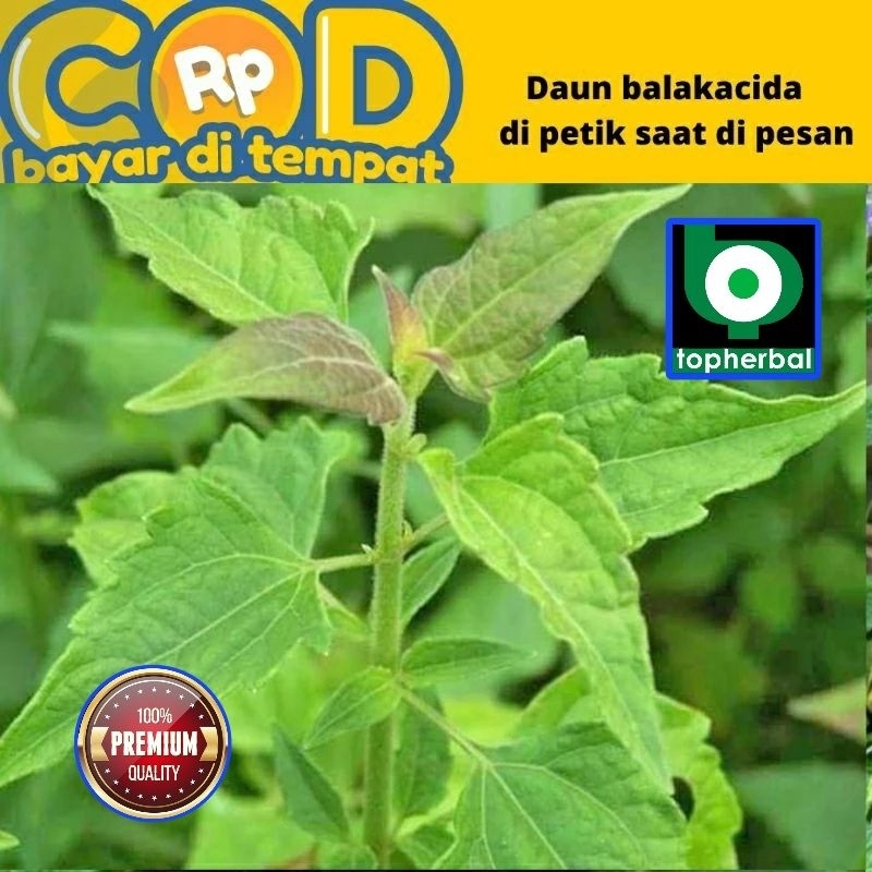 

Daun Balakacida Segar/Fresh 500 Gram