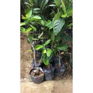 BARU BIBIT NANGKA/BIBIT BUAH NANGKA/BIBIT BUAH NANGKA BERKUALITAS
