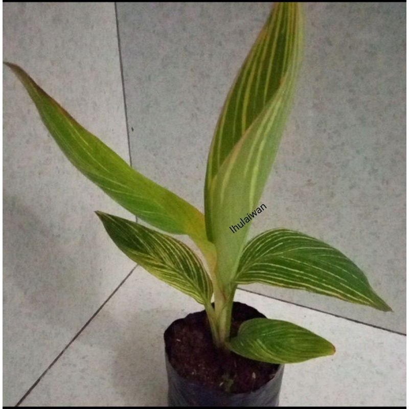 Tanaman pisang cana / tanaman hias pisang cana