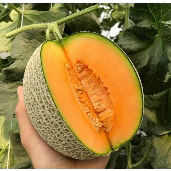 

Melon Fujisawa 1 Buah