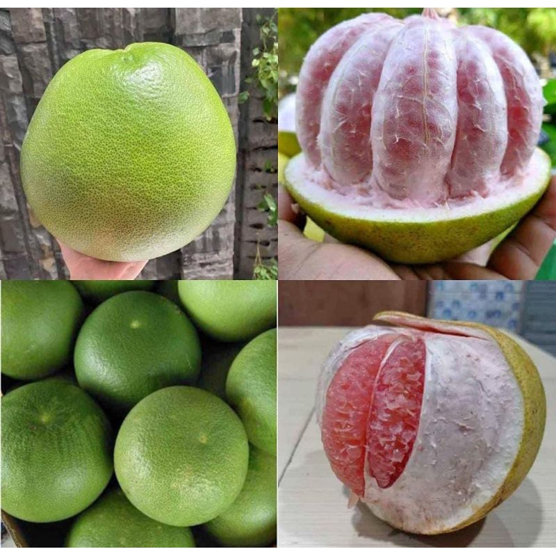 

jeruk pamelo/jeruk bali