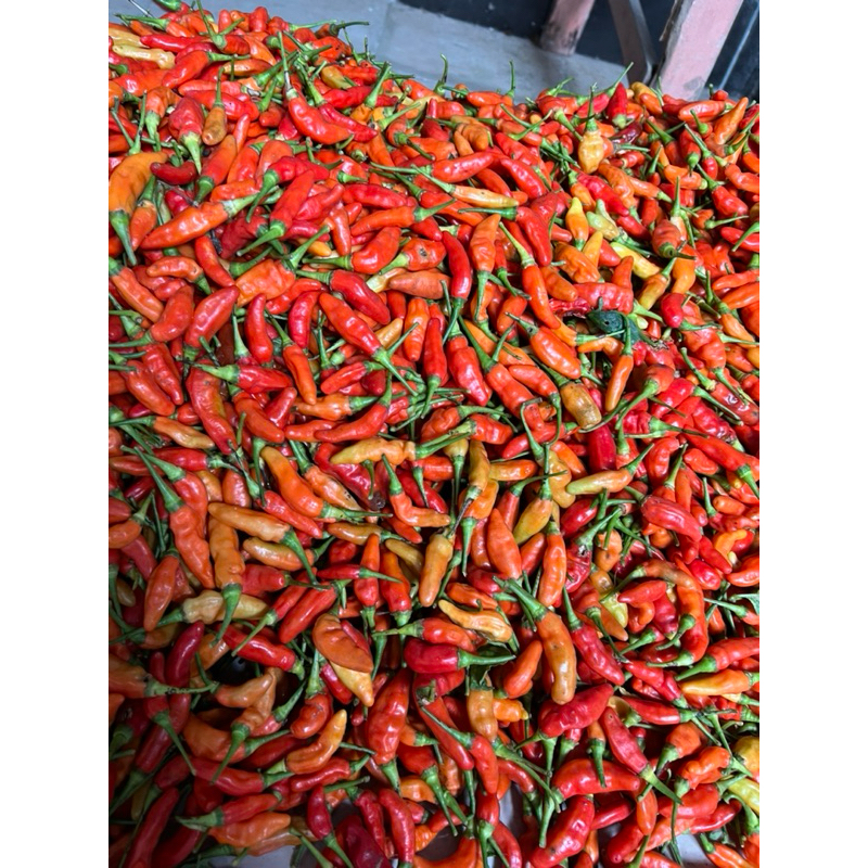 

Cabe Rawit Merah 100 gram 100gram gr Fresh Murah Lombok Cabai