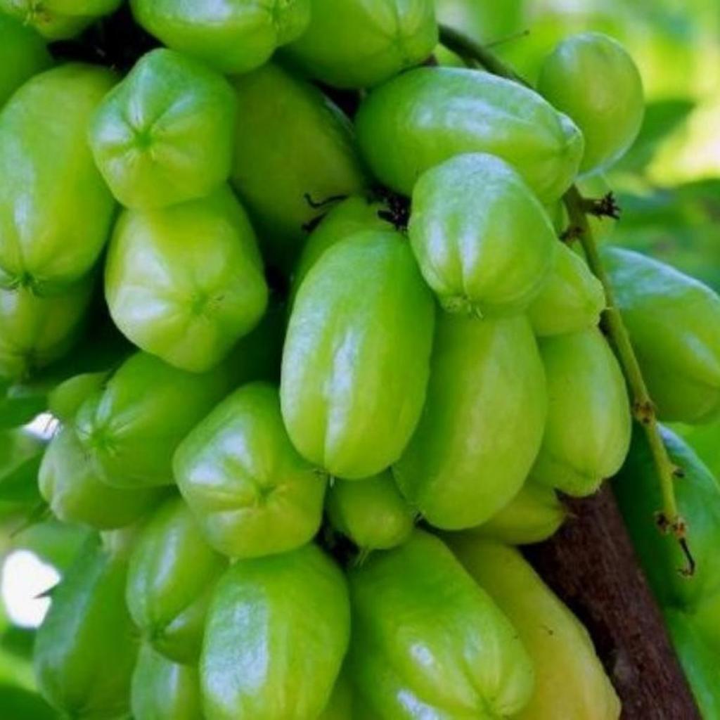

Buah Belimbing Wuluh Segar (10 Buah)