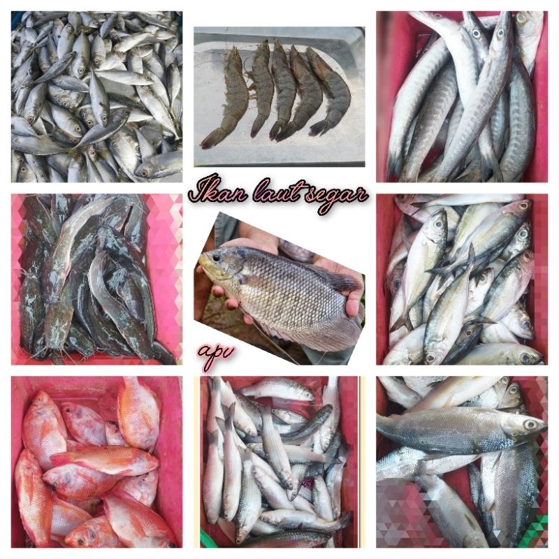 

aneka ikan laut segar fresh 1 kg all varian