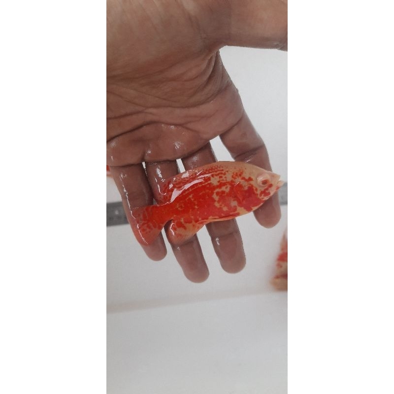 oscar albino red batik thailand