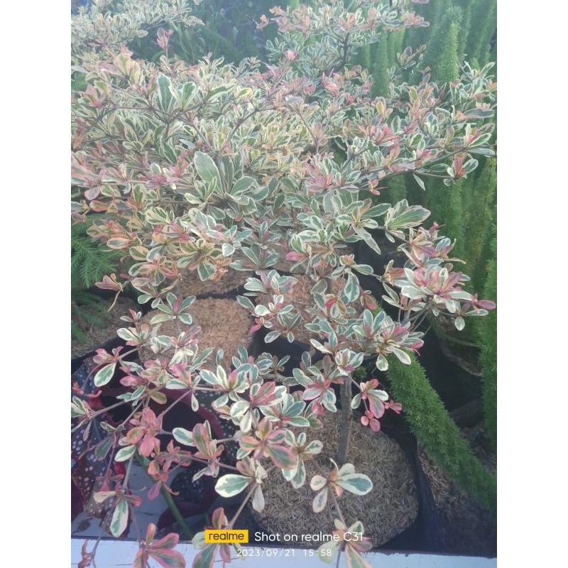 ketapang kencana varigata