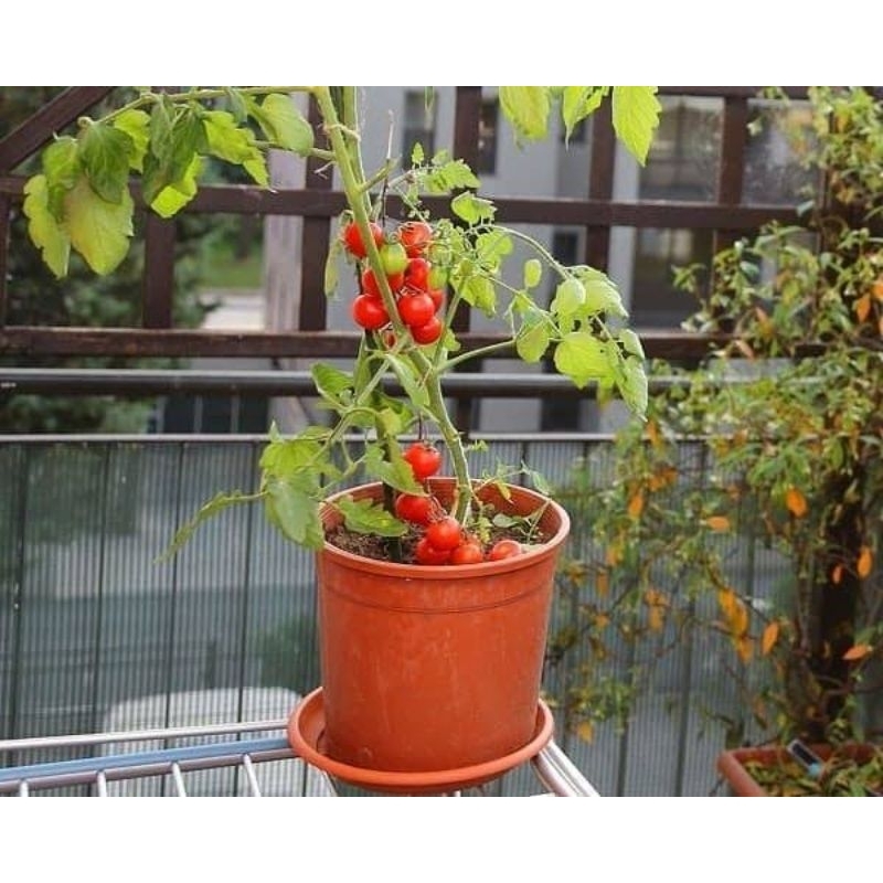 bibit tomat ceri tanaman tomat cherry
