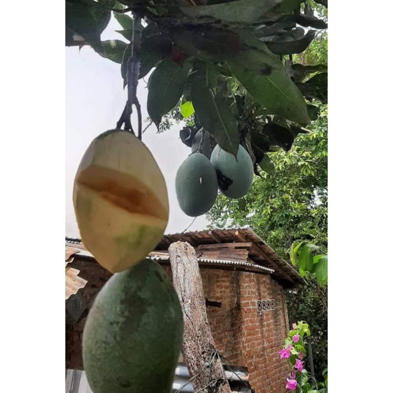 bibit mangga manalagi madu