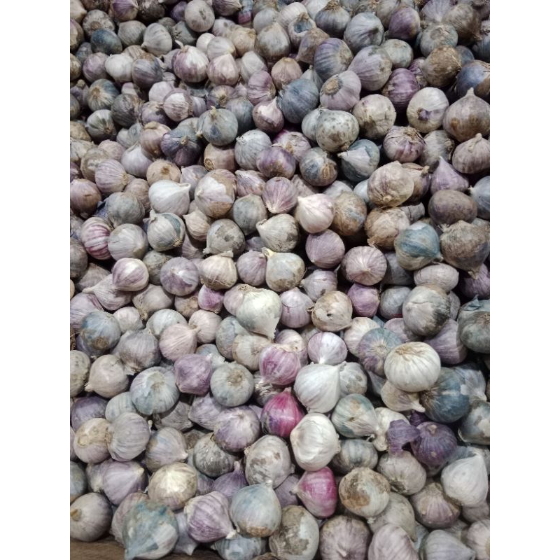 

Bawang Putih Tunggal Ungu/Bawang Lanang Ungu 500 gram