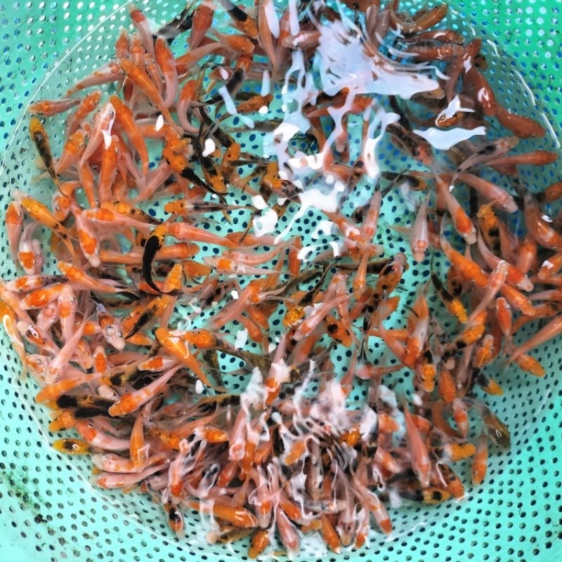 bibit ikan koi blitar3-4cm.HARGA LANGSUNG PETANI.minmal order 20