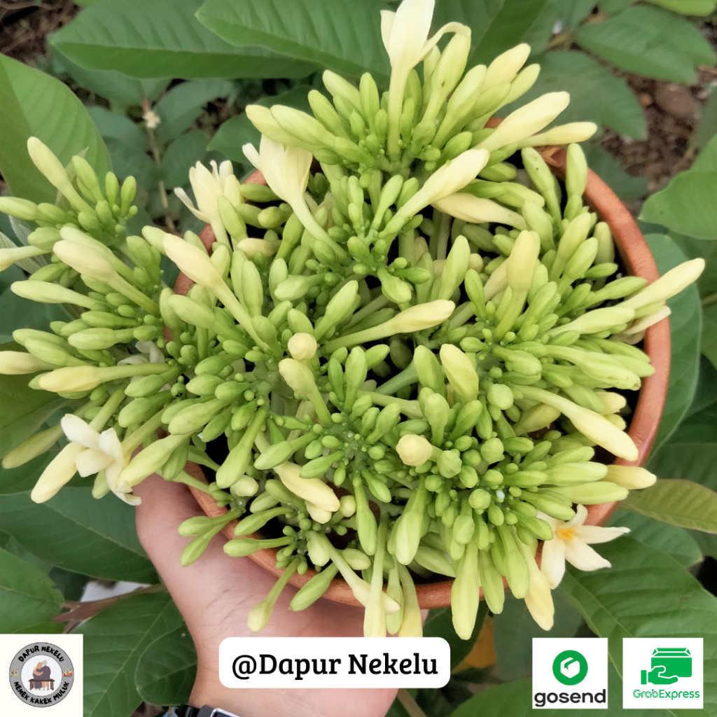 

Bunga Pepaya/Kembang Pepaya 100 Gram Sayur Segar Petik Langsung Sayuran Online Tasikmalaya | Nekelu