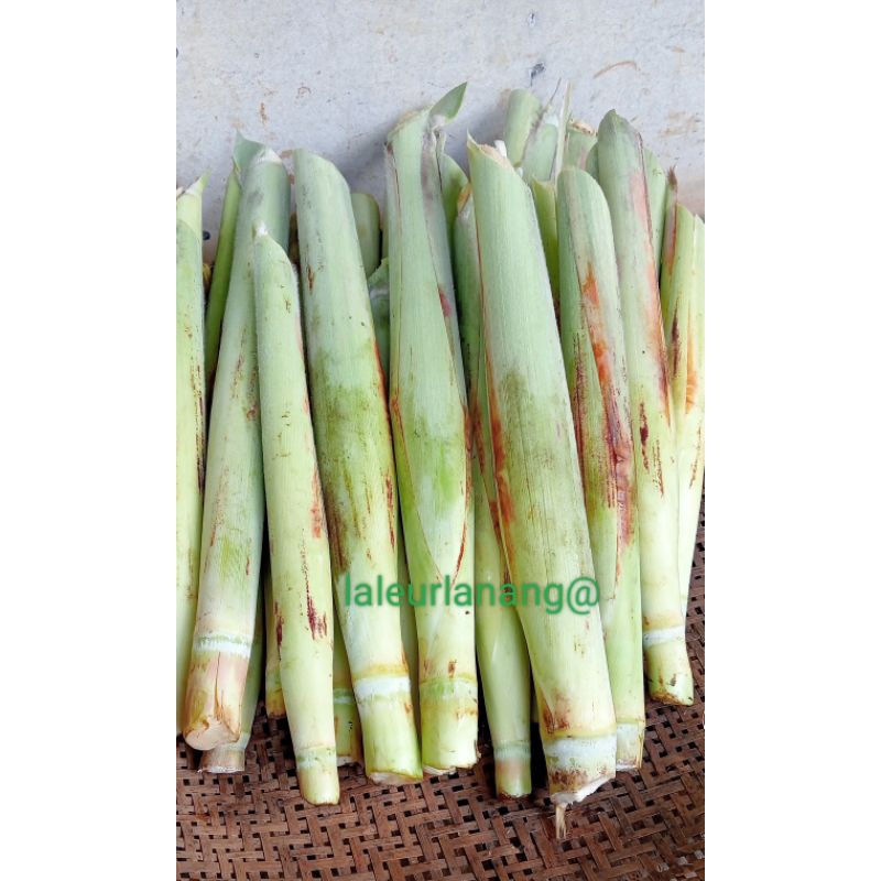 

terubuk sayur telur tebu super besar press 1 kg