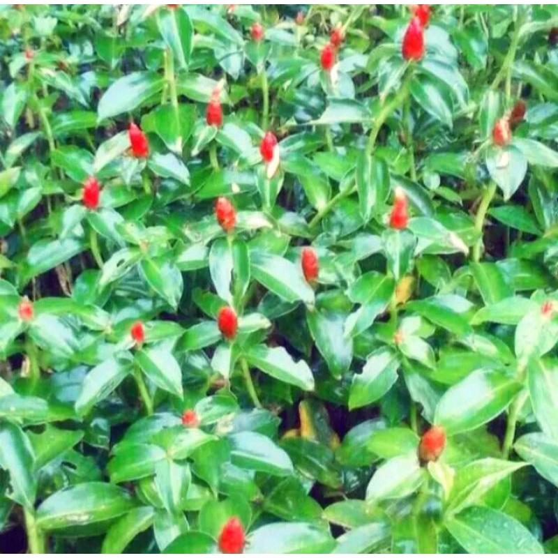 Tanaman pacing pentul - bunga pacing pentul merah