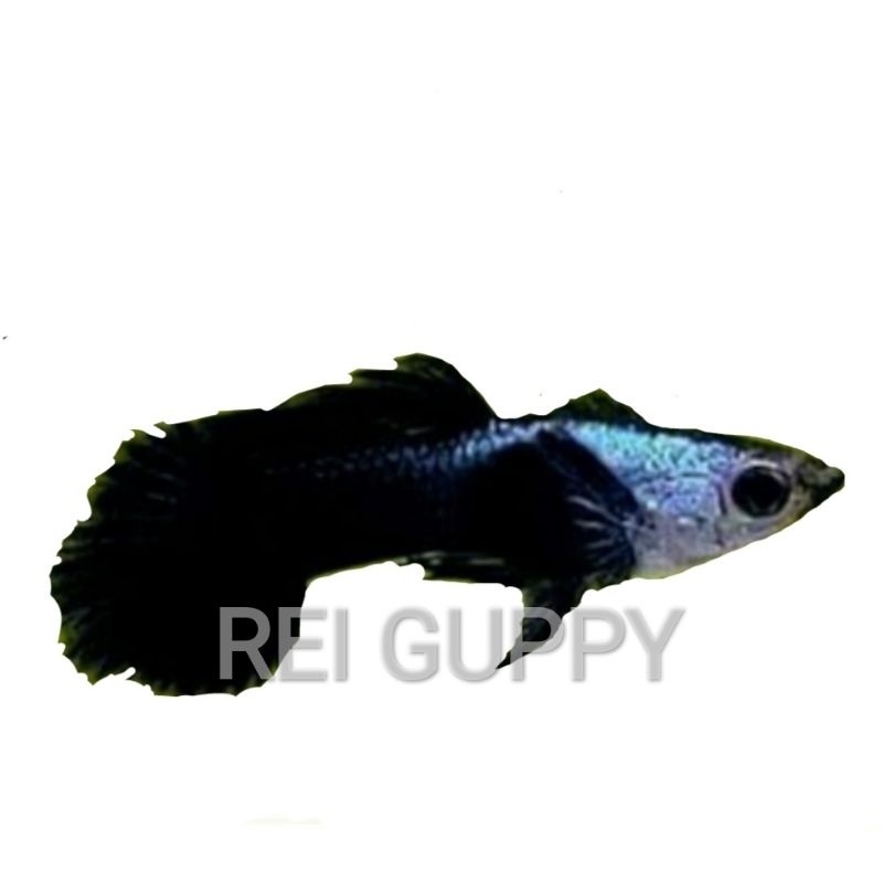 Ikan Guppy Mini Panda Sepasang