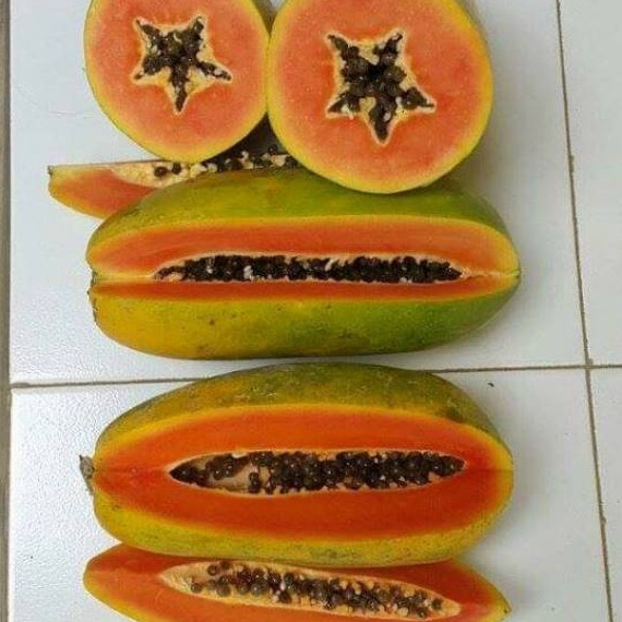 

RKXZ2753 Ready Stok Promo pepaya california