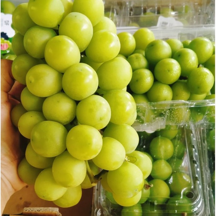 

TWSC7313 PROMO MURAH ANGGUR HIJAU SHINE MUSCAT MANIS TANPA BIJI