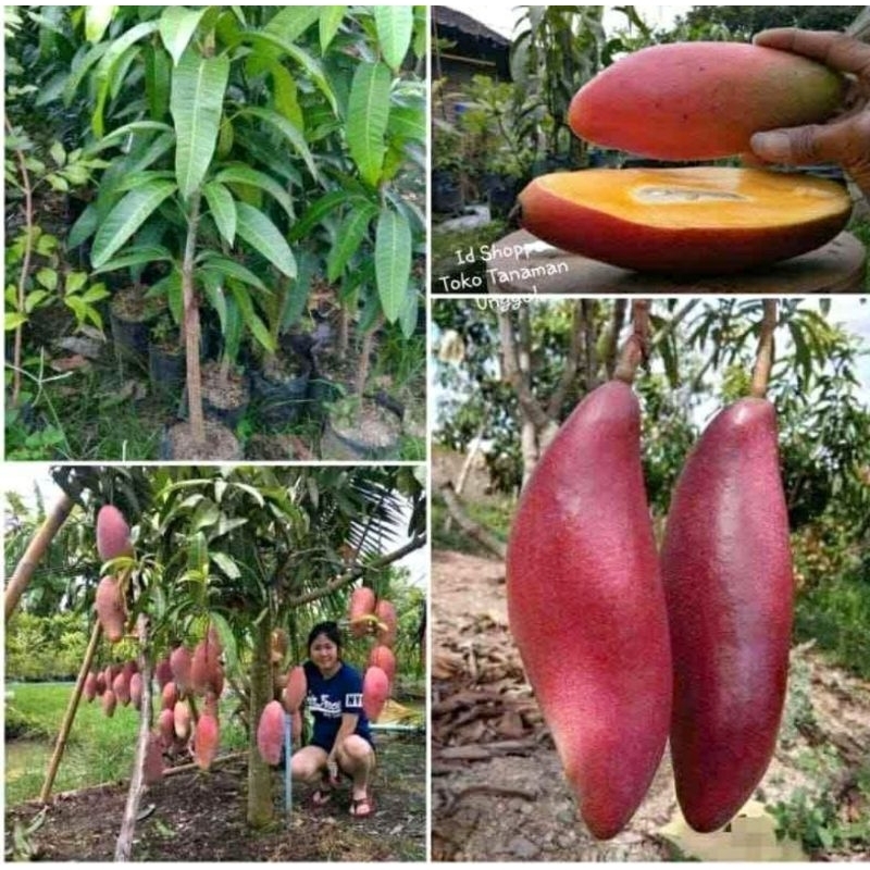 BIBIT MANGGA JI ZHI okulasi