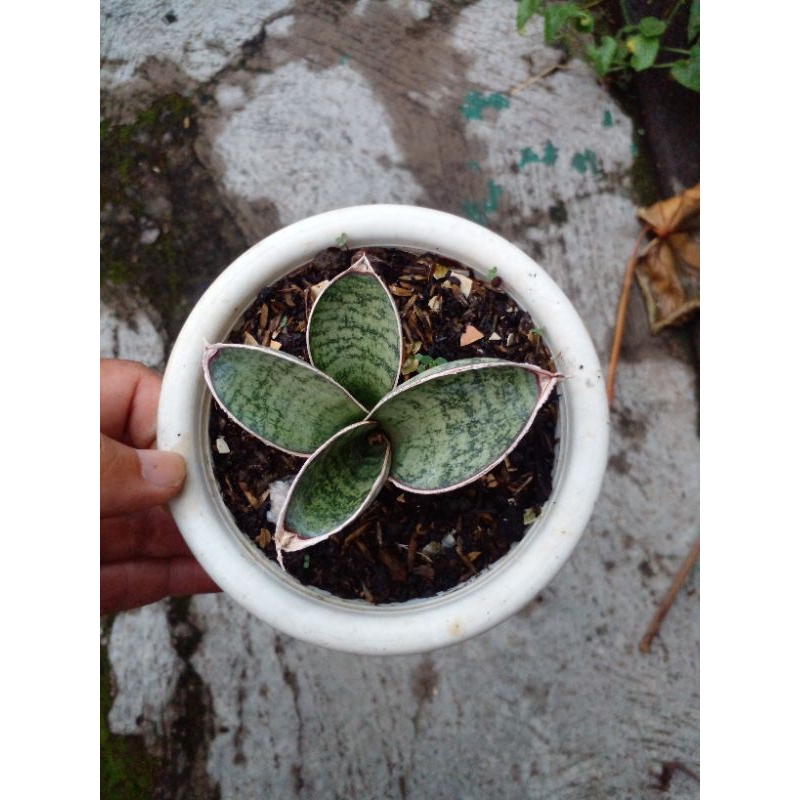 sansevieria chahinianiii (sp eyl somalia)