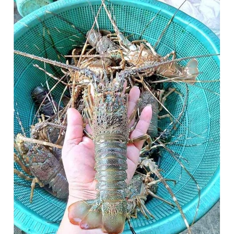 LOBSTER LAUT 1 Kg BEKU