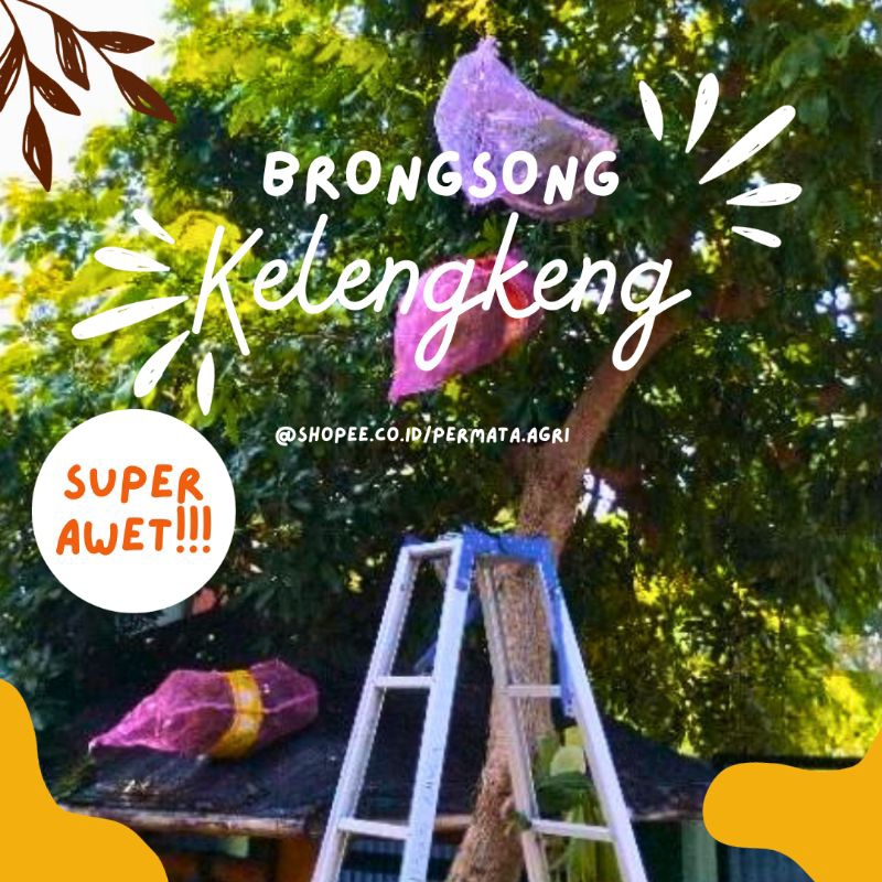 Brongsong Buah/ Brongsong Kelengkeng/ Gronjong Buah/ Waring Bawang