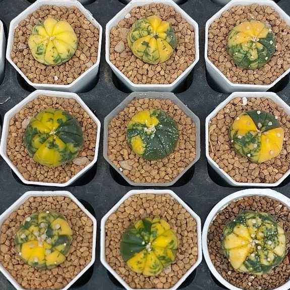 Astro asterias var seedling di pot 5cm