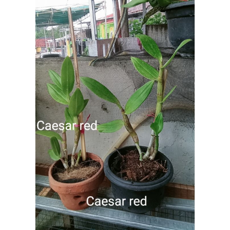 Anggrek Caesar red