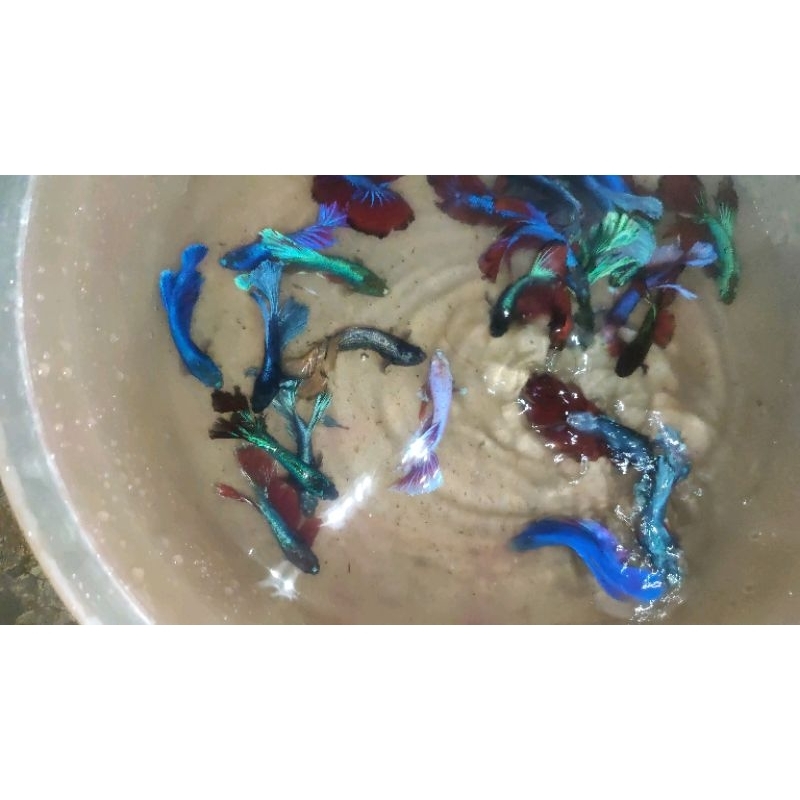 Hiasan Aquarium Cupang